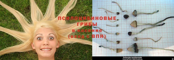 индика Алзамай